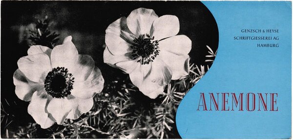 Anemone