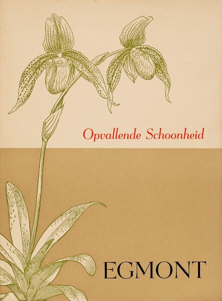 Opvallende Schoonheid: Egmont