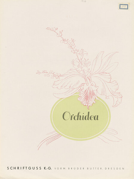 Orchidea